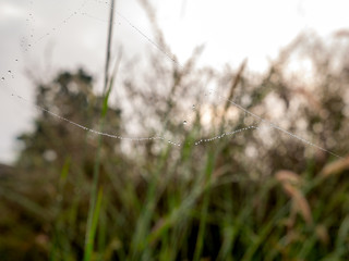 Dews on The Spider Webs in The Air