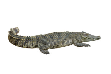 Crocodile with isolate white background, clipping path