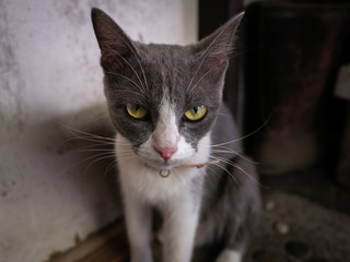 Funny Gray Cat Sitting beside The Door