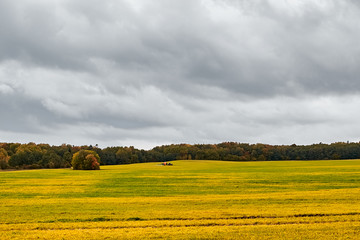 Tractor on the field. Agriculture. 