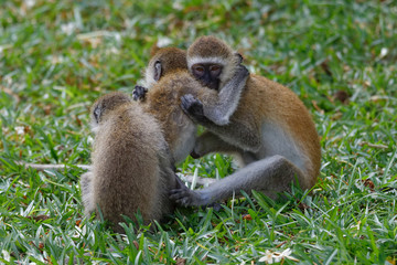 Südliche Grüne Meerkatzen