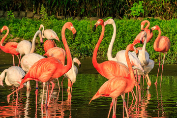 Fototapeta na wymiar Beautiful flamingo in the water of the pond.