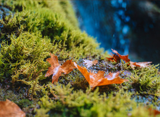 autumn leaves nature