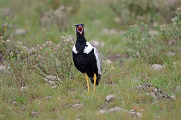 Northern Black Korhaan