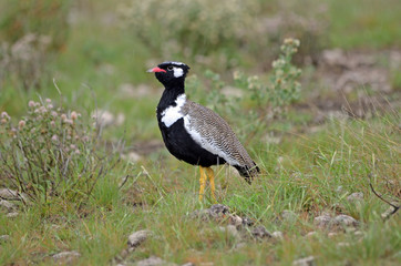 Northern Black Korhaan