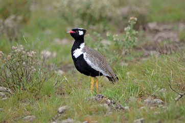 Northern Black Korhaan