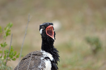 Northern Black Korhaan