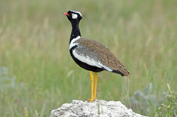 Northern Black Korhaan
