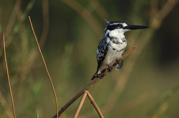 Pied Kingfisher