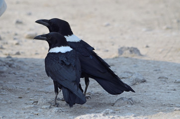 Pied Crow