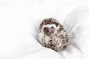 card pet African pygmy hedgehog lies sleeping on a light white background