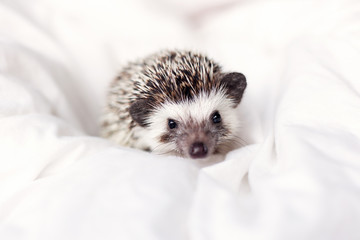 card pet African pygmy hedgehog lies sleeping on a light white background