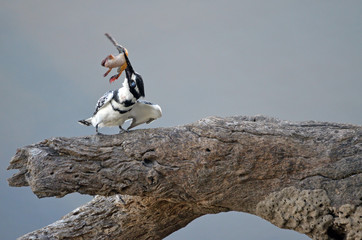 Pied Kingfisher