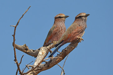 Purple Roller