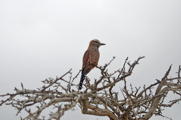 Purple Roller