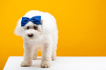 Cute havanese dog with blue bow tie on head on white surface isolated on yellow