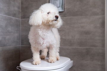 Fluffy havanese dog standing on toilet in bathroom