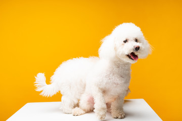 Two bichon havanese dogs on white surface isolated on yellow