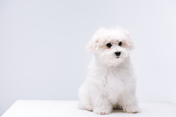 Fluffy bichon havanese dog sitting on white surface isolated on grey