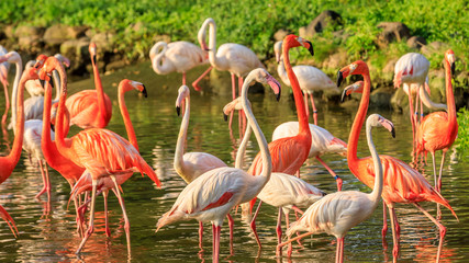Beautiful flamingo in the water of the pond.