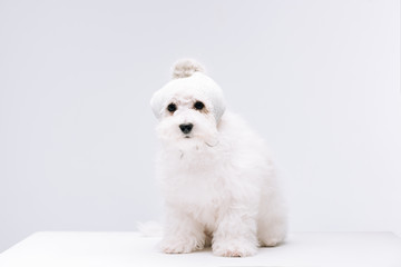 Cute havanese dog in knitted hat on white surface isolated on grey