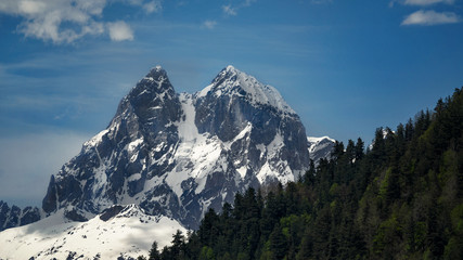 Fototapeta na wymiar snow-capped mountains in the foreground forest