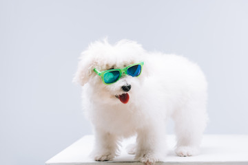 Bichon havanese dog in green sunglasses on white surface isolated on grey