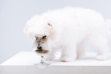 Havanese dog eating dry dog food from wine glass on white surface isolated on grey