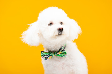 Bichon havanese dog in bow tie isolated on yellow - obrazy, fototapety, plakaty