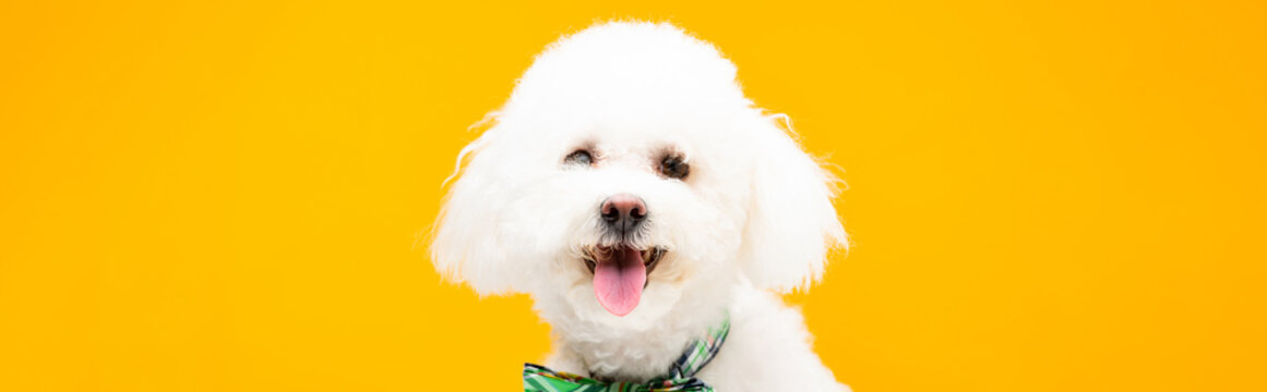 Bichon havanese dog in bow tie looking at camera isolated on yellow, panoramic shot