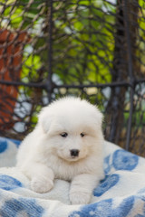 cute Samoyed puppy lies in an armchair in the yard