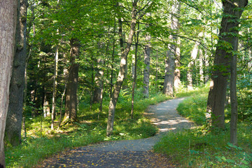 Fototapeta premium Narrow path in thick forest. Beautiful nature
