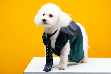 Havanese dog in tie and waistcoat on white surface isolated on yellow