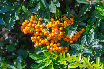 A lot of branches of ripe yellow rowanberries in the sunbeam in autumn. Bunches of fresh berries