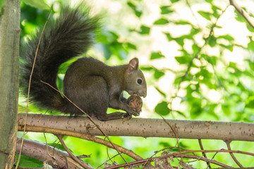 Squirrel is eating a nut sitting on the branch of the tree in the park