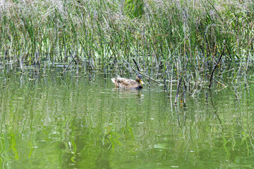 Wild duck is swimming in the pond. Bird in the lake