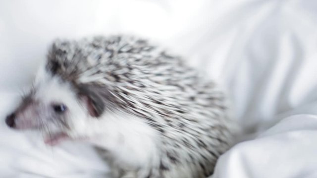 African pygmy hedgehog, pet crawling on a light white blanket
