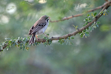 Scaly-feathered Weaver