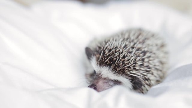 African pygmy hedgehog, pet crawling on a light white blanket