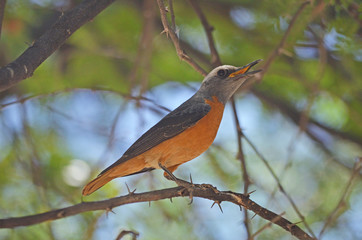 Short-toed Rock-thrush
