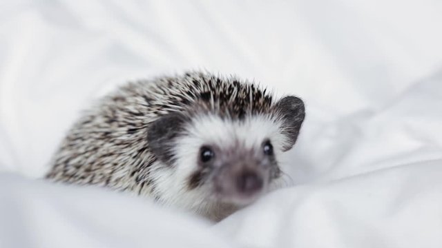 African pygmy hedgehog, pet crawling on a light white blanket