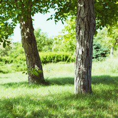 Two trees in a park on a green lawn, square