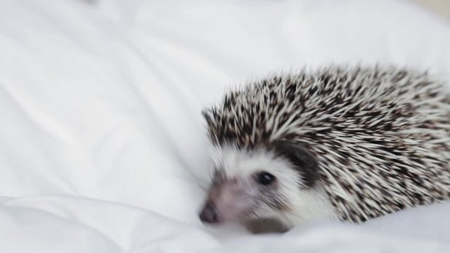 African pygmy hedgehog, pet crawling on a light white blanket