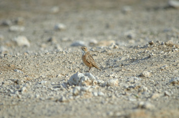 Spike-heeled Lark