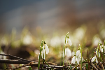 Glade with the first spring flowers snowdrops with mountains in the background.
