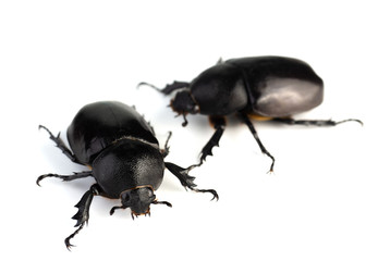 Female rhinoceros beetles.