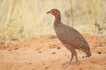 Swainson's Spurfowl