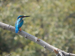 Indian blue-eared comman kingfisher