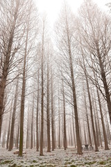Fog and frost in park woods; winter forest scenery