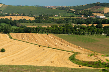 Rural landscape near Macerata, Marches